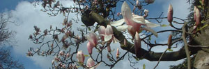fleurs de magnolia